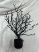 HALLOWEEN TREE PRE$5 - 14 INCHES TALL